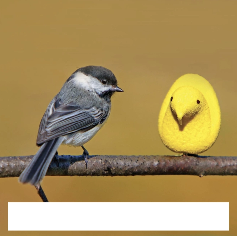 一只真鸟停在树枝上，旁边是一个空白文本框；旁边是一颗棉花糖小鸡，旁边也是一个空白文本框。