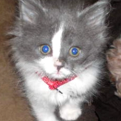 安东弗拉塔罗利