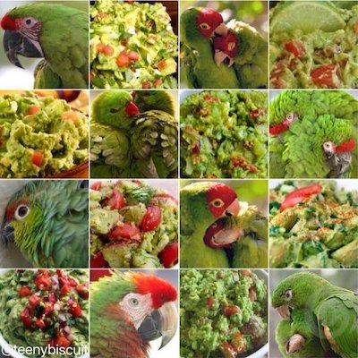 鹦鹉大战鳄梨酱