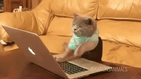 猫猛敲键盘