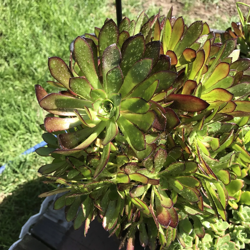 我们的多肉植物
