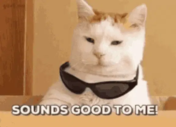 戴着墨镜的猫