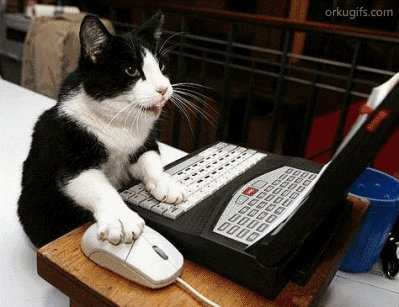 猫