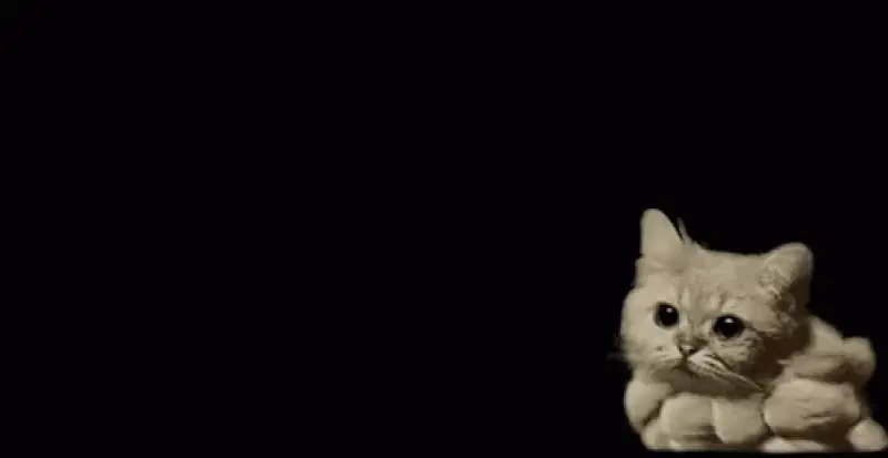 小猫云