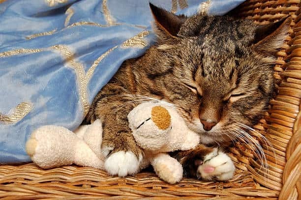 猫睡觉
