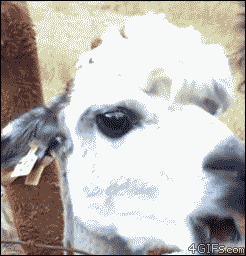 Ollama 开源