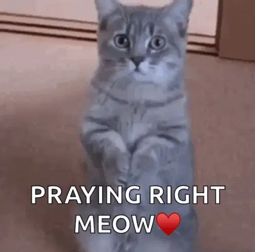 猫祈祷在 Novu 的 GitHub 仓库上获得你的星星