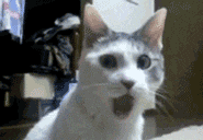 猫很惊讶
