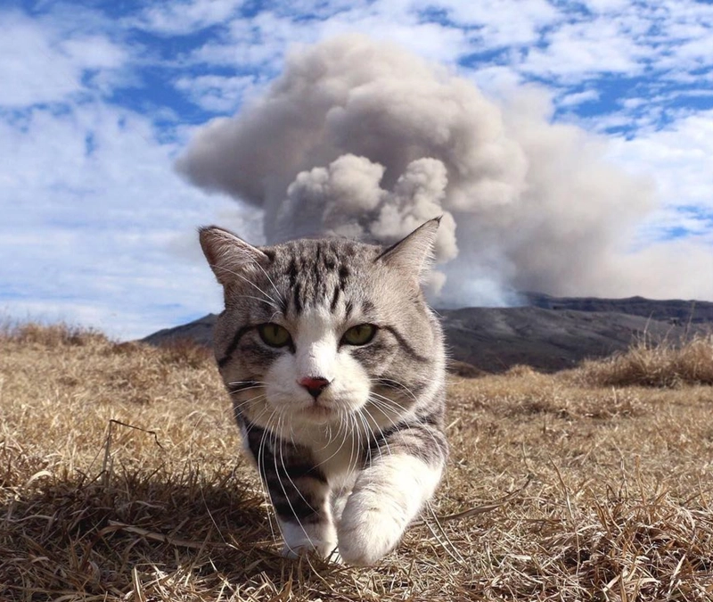 酷猫